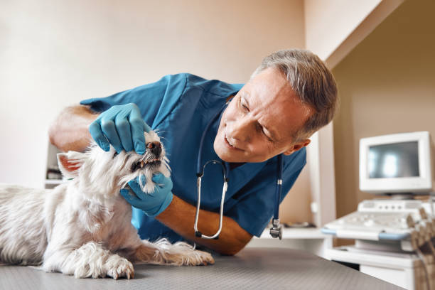 Best Walk-In Emergency Dentist in Dogtown, CA